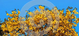 Cassia Fistula golden shower tree stock photo