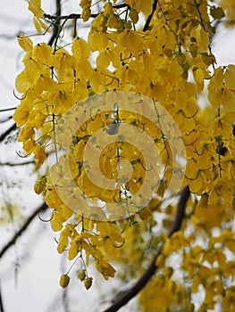 Cassia fistula, Golden Shower Tree, Yellow flowers in full bloom with rain drops after rainfall beautiful in garden blurred of