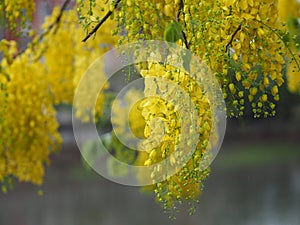 Cassia fistula, Golden Shower Tree, Yellow flowers in full bloom with rain drops after rainfall beautiful in garden blurred of