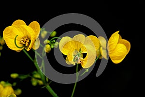 Cassia fistula known as golden shower, purging cassia, Indian laburnum, pudding-pipe tree Caesalpiniaceae legume family, Fabaceae.