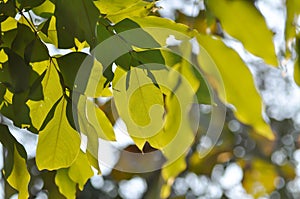 Cassia fistula ,LEGUMINOSAE CAESALPINIOIDEAE or Pudding Pine or Indian Laburnum or Golden Shower photo