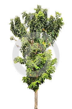 Cassia fistula tree. Golden Shower Tree. Fabaceae. Caesalpinioideae. Plant. isolated on white background photo