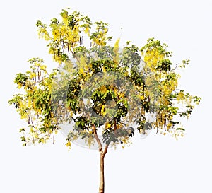 Cassia fistula tree. Golden Shower Tree. Fabaceae. Caesalpinioideae. Plant. isolated on white background photo