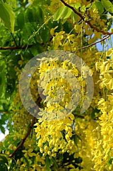 Cassia fistula tree, yellow flower photo