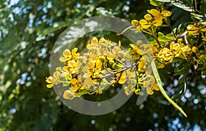 cassia flower