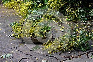 Cassia flower in basket, Harvest flower for cooking