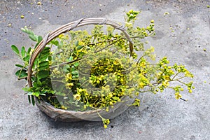 Cassia flower in basket, Harvest flower for cooking