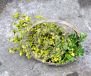 Cassia flower in basket, Harvest flower for cooking