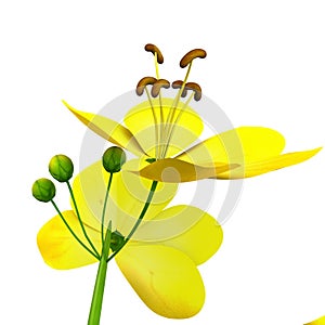 Cassia (genus)