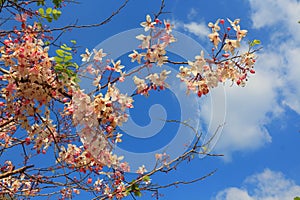 Cassia grandis flowers.