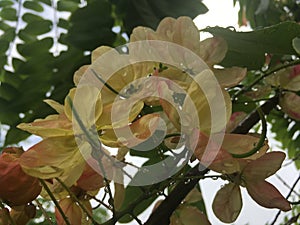 Cassia Javanica, Java Cassia, Pink Shower, Apple Blossom, or Rainbow Shower Tree Blossoming in Waimea on Kauai Island, Hawaii.