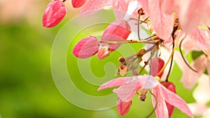 Cassia javanica Linn. Caesalpiniaceae, Pink-and-white-Shower. in garden