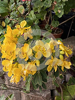 Cassia John Ball or Cassia corymbosa Plant Photo