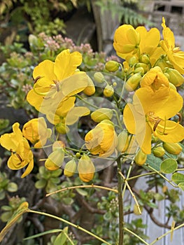 Cassia John Ball or Cassia corymbosa Plant Photo