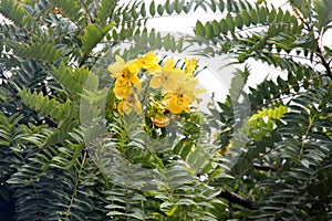 Cassia leptophylla, Gold medallion tree