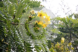 Cassia leptophylla, Gold medallion tree