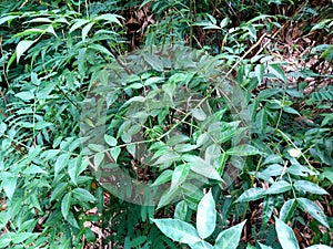 Cassia occidentalis or Septicweed