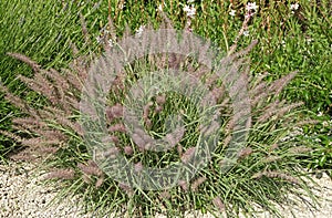 Cassian grass Pennisetum alopecuroides