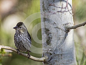 Cassin's Finch Haemorhous cassinii