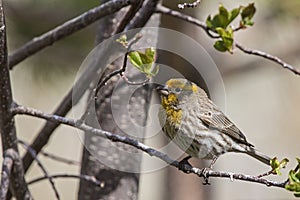 Cassin's Finch Haemorhous cassinii yelloe variant