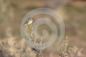 Cassin`s Kingbird on a bush in soutnern Utah