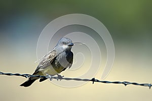 Cassin`s Kingbird carries nesting material