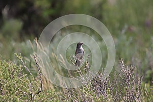 Cassin`s Sparrow Peucaea cassinii 10