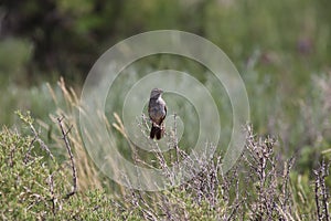 Cassin`s Sparrow Peucaea cassinii 14