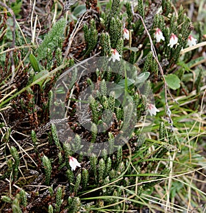 Cassiope fastigiata, Himalayan Heather, dwarf evergreen shrub