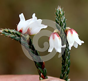 Cassiope fastigiata, Himalayan Heather, dwarf evergreen shrub