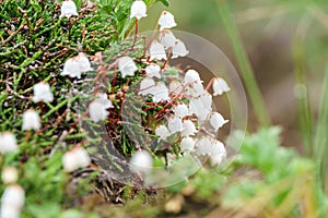 Cassiope lycopodioides - creeping shrub with long thin branches