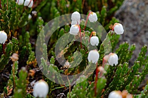 Cassiope tetragona - Arctic bell-heather