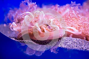 Cassiopea or upside down jellyfish