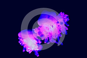 Cassiopea upside-down jellyfish is a genus of true jellyfish