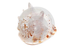 Cassis Cornuta sea shell