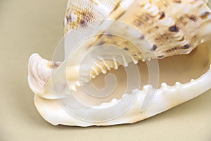 Cassis Cornuta sea shell on beige background