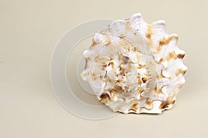 Cassis Cornuta sea shell on beige background