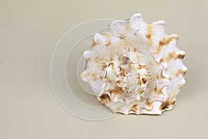 Cassis Cornuta sea shell on beige background