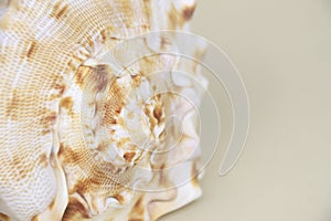 Cassis Cornuta sea shell on beige background