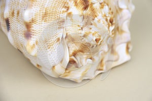 Cassis Cornuta sea shell on beige background