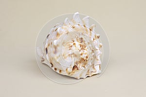 Cassis Cornuta sea shell on beige background