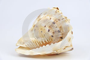 Cassis Cornuta sea shell on white background