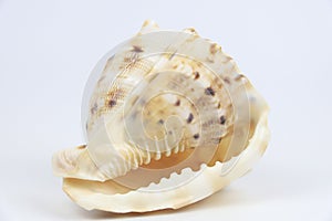 Cassis Cornuta sea shell on white background