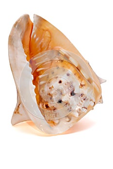 Cassis Cornuta Seashell isolated