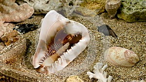 Cassis Cornuta Shell on the sand underwater 4K