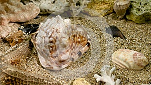 Cassis Cornuta Shell on the sand underwater 4K