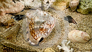 Cassis Cornuta Shell on the sand underwater 4K