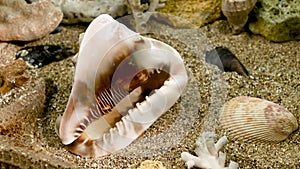 Cassis Cornuta Shell on the sand underwater HD