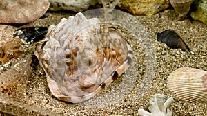 Cassis Cornuta Shell on the sand underwater HD