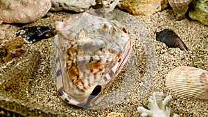 Cassis Cornuta Shell on the sand underwater HD
